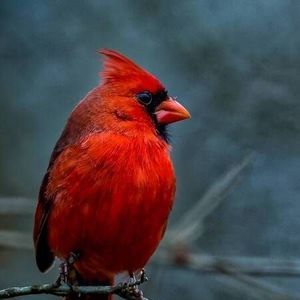 Meet your Posher, Pam